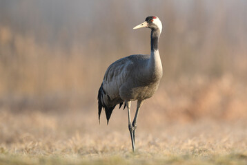 Common crane (Grus grus) bird