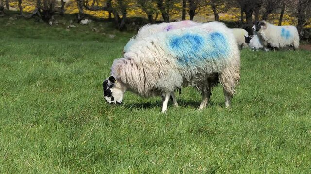 Sheep and lambs laying in the sun in a field in Ireland 