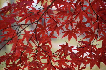 Red Japanese maple leaves in fall