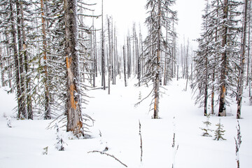 Dead trees from a recent forest fire in a winter snow scene
