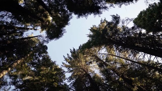 beautiful slow motion spinning shot looking up surrounded by large pine trees with the sky peaking through near Yosemite in California on a warm summer day.