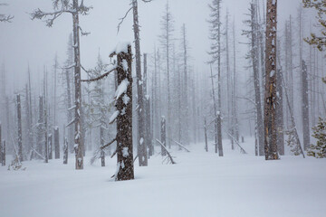 Fototapeta premium A snow storm, snow flackes in the air, surround dead trees from a recent forest fire in a winter snow scene