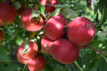 Fresh ripe Ida red apples on a tree
