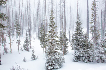 A snow storm, snow flackes in the air, surround dead trees from a recent forest fire in a winter snow scene