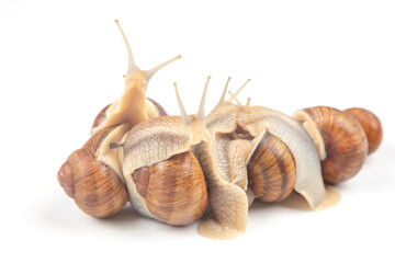 Helix pomatia. grape snail on a white background. mollusc and invertebrate. gourmet protein meat food. communication of the individual in society