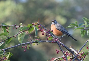 Robin perched among winter berries
