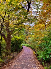 New York Central park and its amazing nature