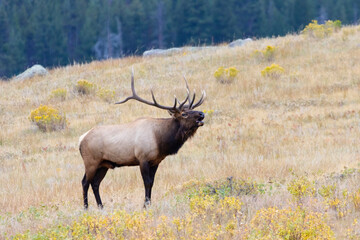 Bull Elk Bugling on a Beautiful Rocky Mountain Evening