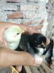 Yellow and black chicks