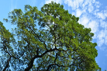 Fototapeta premium Tall tree green leaves growing on branches with clouds and sky