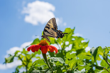 Side view of a swallowtail butterfly gathering pollen from an orange flower