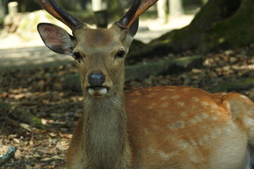 Male deer of Japanese deer is crouching in the shade.