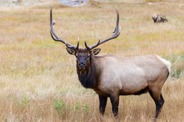 Naklejka na ściany i meble Elk Herd on a Beautiful Rocky Mountain Evening