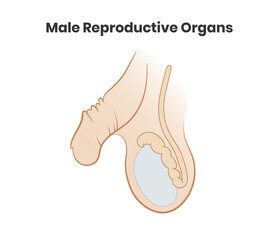 Vector illustration of the male roproductive system.