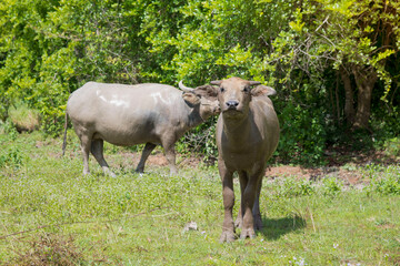 Naklejka na ściany i meble Buffalo, water buffalo stands looking at something in the meadow Thailand.
