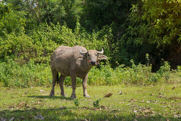 Buffalo,  water buffalo stands looking at something in the  meadow Thailand.