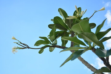 Green leaves grow nature background during daytime