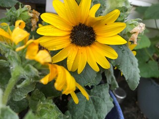 Naklejka premium sunflower in the garden