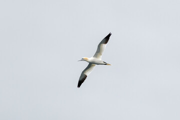 Fototapeta na wymiar A single white and yellow gannet gliding through the grey sky. The wild flying seabird has black wing tips. The airborne Northern Gannet has a wide wing span, a long neck and beak.