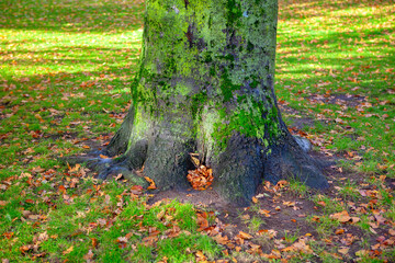 Moss on tree bark . Dry autumn leaves on the green grass