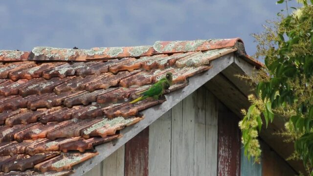 Periquitos verdes no telhado