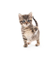 Fototapeta premium Cute tabby kitten isolated on white