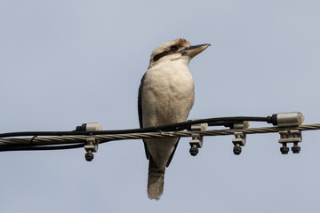 Laughing Kookaburra perched on electricity wires