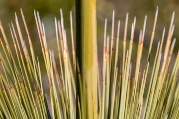 Flower spike and leaves of the Oval Grass Tree
