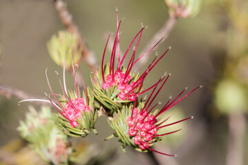 Clustered Scent Myrtle Plant in flower.