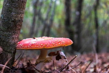 fly agaric mushroom in forest