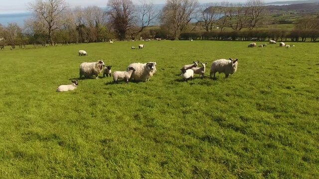 Sheep and lambs laying in the sun in a field in Ireland 