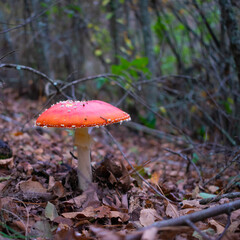 fly agaric mushroom in forest
