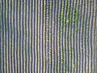 Aerial view of field stubble from drone 