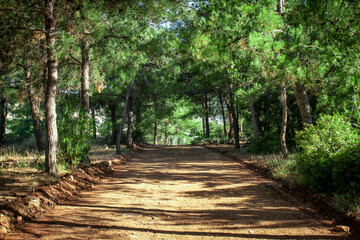 Colorful forest with sun rays through branches of trees. Scenery of nature with sunlight. Fourni forest near to Archanes village, Crete, Greece. Famous tourist spot site.