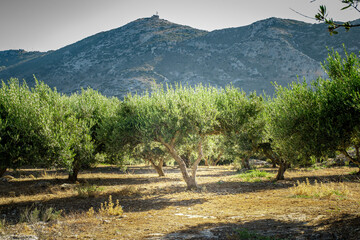 Olive tree Agriculture. Olive in field Crete, Greece.