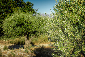 Olive tree Agriculture. Olive in field Crete, Greece.