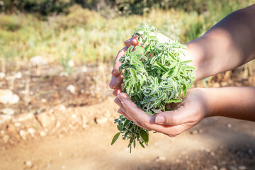 A woman holding a bouquet of raw sage in her hands. Wild Sage herb bunch. Aromatic sage plant on natural background in forest. Herbs concept. Hands hold a bunch of medicinal herbs.