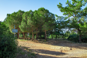 Colorful forest with sun rays through branches of trees. Scenery of nature with sunlight. Fourni...