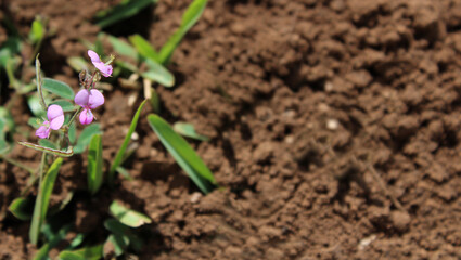 Una pequeña flor rosa de tres pétalos que surge de la tierra 