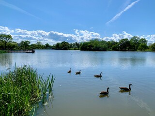 Ducks on a pond