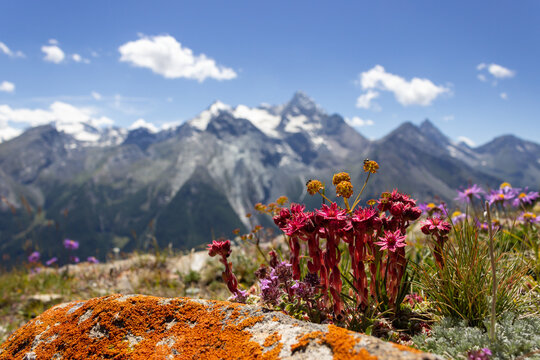 Alpine wild flower Sempervivum arachnoideum (cobweb houseleek) with Grivola group as background. Photo taken from Arpisson valley at an altitude of 2300 meters. Aosta valley, Cogne, Italy