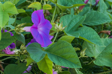 plant ipomoea purpurea common morning glory