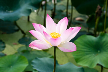 Lotus flower and Lotus flower plants
