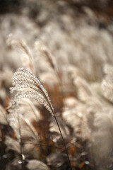 風に揺らぐ仙石原のすすき