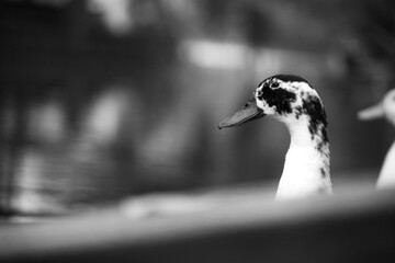 A beautiful black & white duck gazing at the beautful nature.