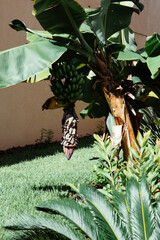 Banana tree and fruit in summer	