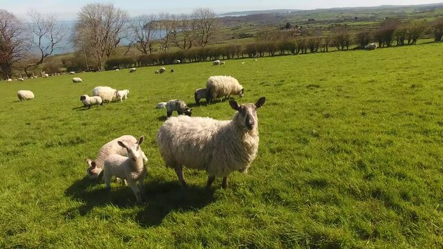 Sheep and lambs laying in the sun in a field in Ireland 