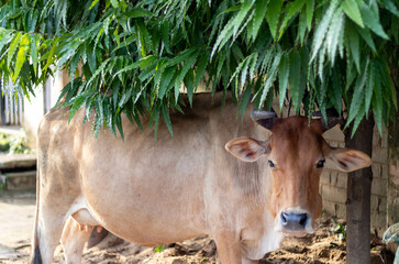 A cow standing under a tree with fresh green leafs