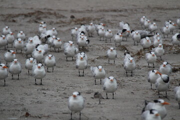 Fototapeta premium Sea Birds 