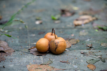 Wild species Japanese pear fruit fell on the ground, Pyrus pyrifolia